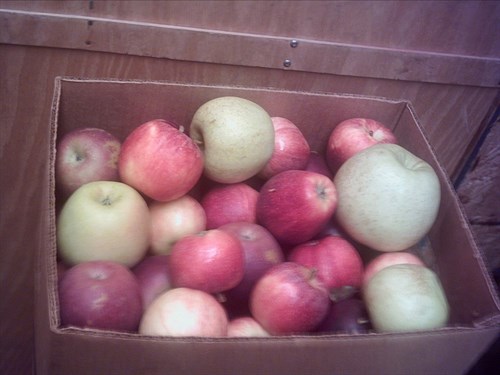 APPLES, mixed -Pink Lady, Gold Rush & Fuji