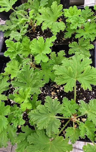 Plant, Scented Geranium 'rose'