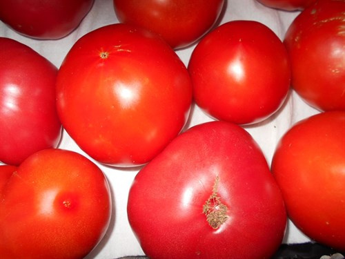 Tomatoes
