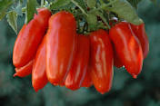 Plant, Tomato 'San Marzano'
