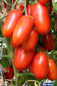 Plants, Tomato - Roma