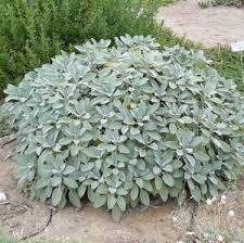 Plant,Herb Sage Bergarten