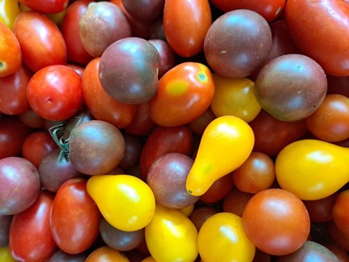 Tomatoes, Sungold