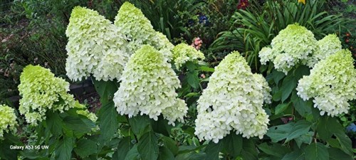 Flower bouquet "limelight hygrangea'