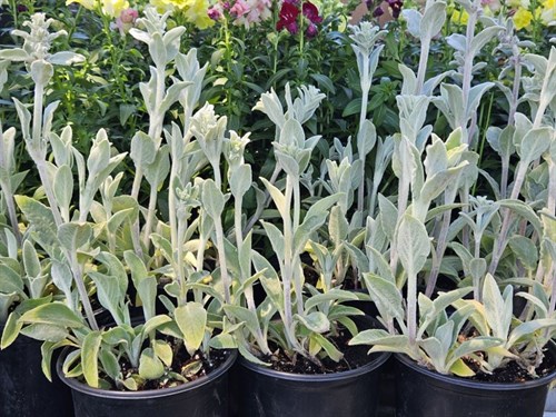 Plant, Lambs Ear