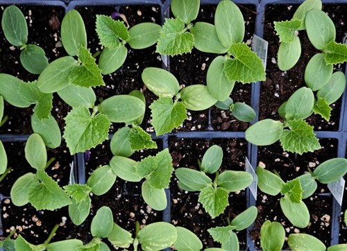 Plants, Cucumber bush Pickle
