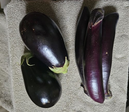 Eggplant